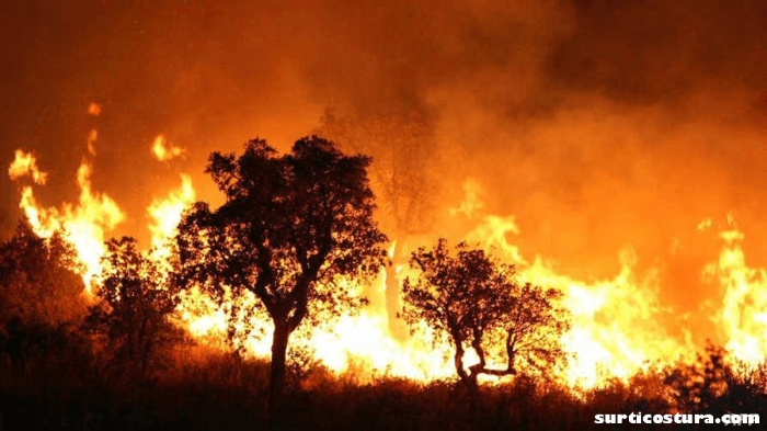 Algeria wildfire โดยทางประธานาธิบดีแอลจีเรียประกาศว่าทหาร 25 นายเสียชีวิตจากไฟป่าหลังจากที่ได้เข้าไปช่วยเหลือชาวบ้านและไฟป่าได้ทำลาย