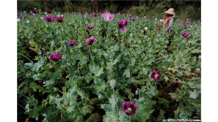 Opium cultivation สำนักงานว่าด้วยยาเสพติดและอาชญากรรมแห่งสหประชาชาติ (UNODC) ระบุว่า การปลูกฝิ่นเพิ่มขึ้นอย่างรวดเร็วในเมียนมาร์นับตั้งแต่